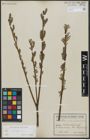 Foto von Salix viminalis L.
